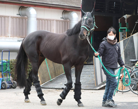 ２３年天皇賞・春勝ち馬のジャスティンパレスが競走馬登録抹消　今後はアロースタッドで種牡馬に