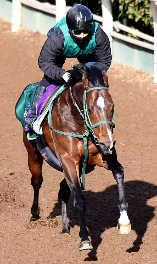 サウジアラビア遠征のパンジャタワーは坂路で軽快　橋口調教師「よりスプリンターらしい体になってきました」