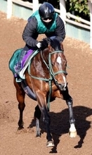 サウジアラビア遠征のパンジャタワーは坂路で軽快　橋口調教師「よりスプリンターらしい体になってきました」