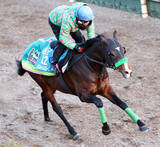 「【東京新聞杯】エルトンバローズはここが目イチの仕上げ　杉山晴調教師「もう一度重賞タイトルをとりたい」」の画像1