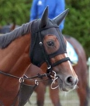 【中京１１Ｒ・マレーシアＣ】１番人気ルージュソリテールが完勝　西塚洸二騎手「注文をつけるところはないですね」