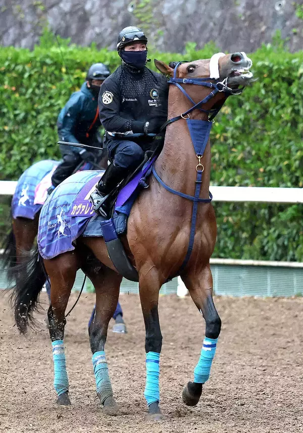 【皐月賞】朝日杯から直行組は過去０勝もカヴァレリッツォ吉岡師は自信　父サートゥルナーリアと「トップスピードに...」