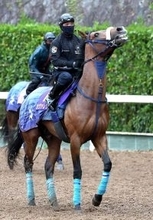 【皐月賞】朝日杯から直行組は過去０勝もカヴァレリッツォ吉岡師は自信　父サートゥルナーリアと「トップスピードに...」