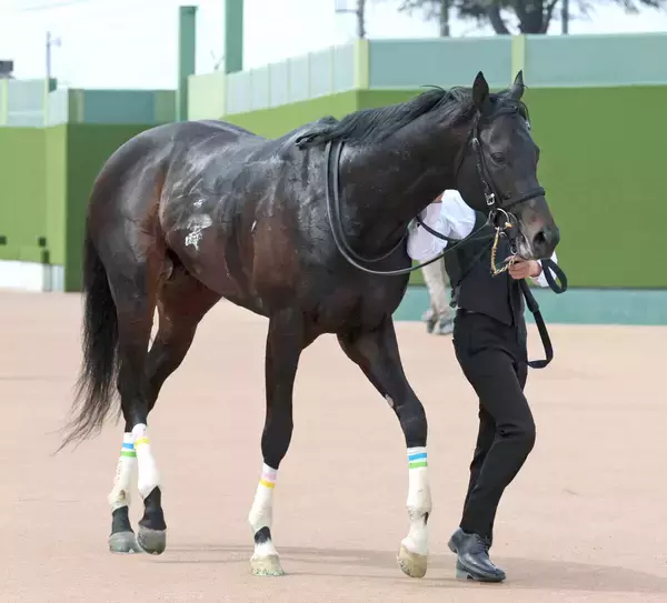 【京都新聞杯】ラディアントスターはコース替わりを歓迎　林調教師「外回りの２２００メートルはいいのでは」