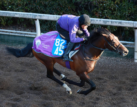 【ダイヤモンドＳ】スティンガーグラスが転厩時から決まっていた大目標へ復帰戦　友道調教師「長いところ向きの体」