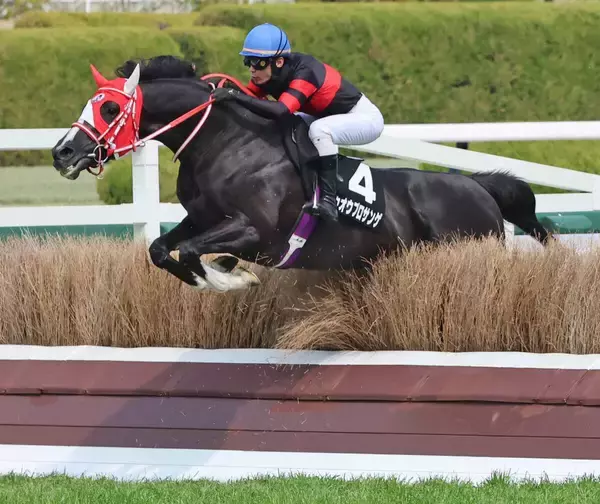 障害オープンでも１０馬身差Ⅴにネット衝撃「案の定バケモン」「とんでもない新人」　障害転向２戦２勝のホウオウプロサンゲ