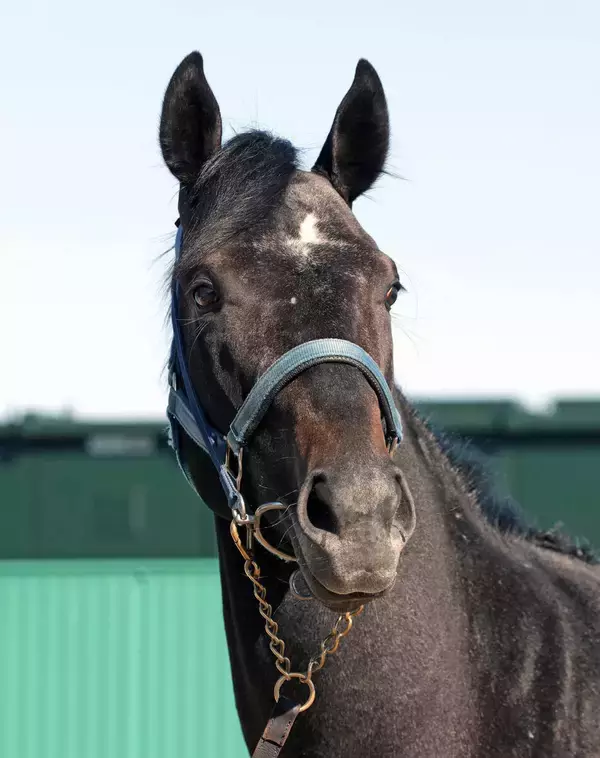 【皐月賞・超ブル診断データ編】共同通信杯Ｖのリアライズシリウスが軸も　相手は前走時５００キロ以上から少し絞れた大型馬
