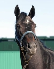 【皐月賞・超ブル診断データ編】共同通信杯Ｖのリアライズシリウスが軸も　相手は前走時５００キロ以上から少し絞れた大型馬