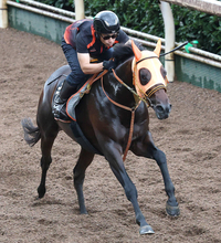 【神戸新聞杯】反撃狙うコンジェスタスはぶれなく登坂　高野調教師「ここを使って、次もっと良くなる」