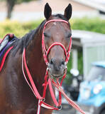 「ＢＣクラシック制覇のフォーエバーヤングがエクリプス賞ダート古牡馬部門最終候補に　米年度代表馬選出の可能性も」の画像1