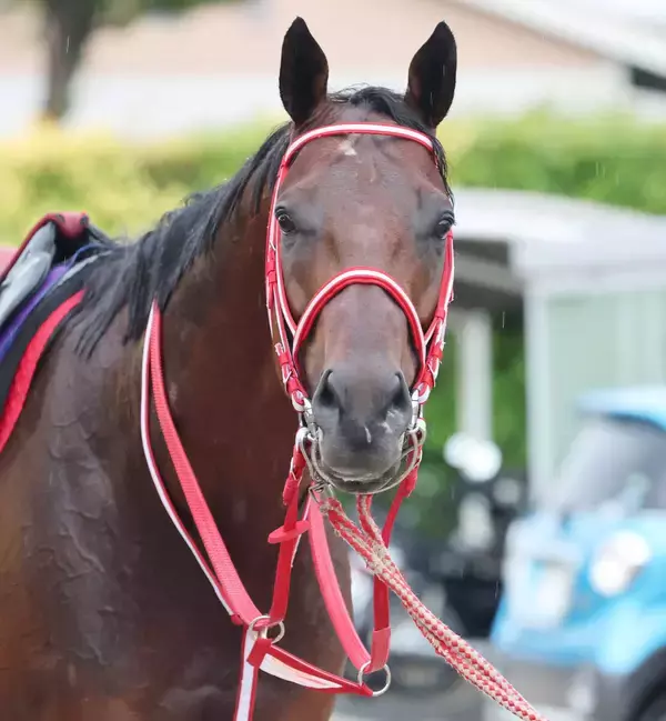 ＢＣクラシック制覇のフォーエバーヤングがエクリプス賞ダート古牡馬部門最終候補に　米年度代表馬選出の可能性も