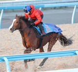 「【プロキオンＳ】２月で引退の小西調教師がペイシャエスで重賞挑戦「７歳だけどまだやれる」Ｇ１に向けて結果が欲しい一戦」の画像1