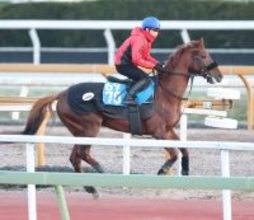 【プロキオンＳ・追い切り】２年８か月で２３走しオープン入り　サイモンザナドゥに小林調教師「今年はこの馬が一番輝ける」