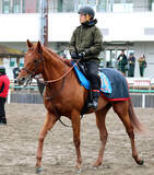 「岩田望来騎手がアロヒアリイと初コンタクト「長く良い脚を使う馬」来月海外Ｇ１挑戦へ３頭併せでイメージつかんだ」の画像1