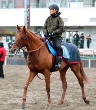 岩田望来騎手がアロヒアリイと初コンタクト「長く良い脚を使う馬」来月海外Ｇ１挑戦へ３頭併せでイメージつかんだ