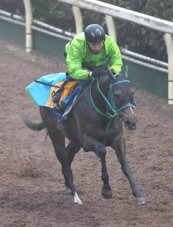 【京都記念】本格化の気配漂うサフィラ　エリザベス女王杯時から馬体成長　陣営「前走と全然違う」