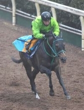 【京都記念】本格化の気配漂うサフィラ　エリザベス女王杯時から馬体成長　陣営「前走と全然違う」