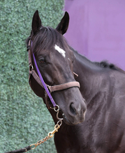 【安田記念】重賞３連勝でのＧ１初制覇狙うトロヴァトーレ　陣営は台風の影響を心配...「良馬場が希望」