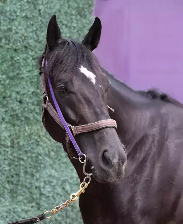 【安田記念】重賞３連勝でのＧ１初制覇狙うトロヴァトーレ　陣営は台風の影響を心配...「良馬場が希望」