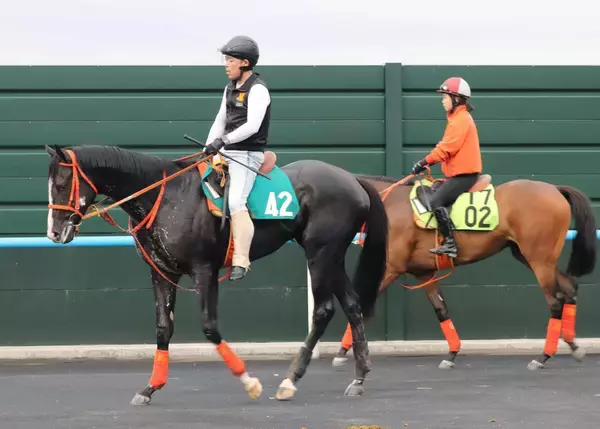 【ＰＯＧ】２歳新馬戦で絶好調の北村友一騎手が期待　好馬体ブラッグスが７月１２日の函館でデビューへ