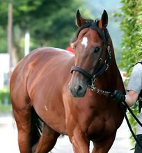 【１５日の注目・中京６Ｒ】祝ぬいぐるみ化！「はるお」ことハルオーブ御礼ＶのＪＲＡ２勝目狙う