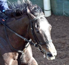 【中京記念・土曜気配】「５２キロは大きい」大橋調教師も期待大！３歳牝馬のナムラコスモスは軽斤量で古馬の壁に挑む　