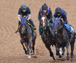 【チャレンジＣ】秘めた能力は一級品！４連勝へマリアイリダータが軽快な動き　田中博調教師「力みもなく、スムーズに...」