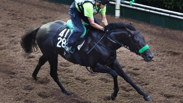 【セントライト記念】上がり馬サヴォアフェールが初タイトルへ　杉山晴調教師「非常に楽しみにしています」