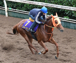【スプリンターズＳ・１週前】桜花賞馬スターアニスはルメール騎手と初コンタクト　高野調教師「めっちゃ褒めてくれました」