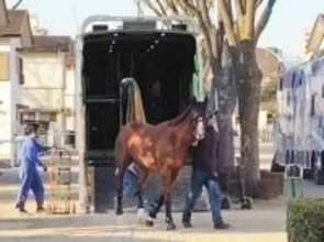 【フェブラリーＳ】２年前の１番人気オメガギネスは毛づやの良さ際立つ　陣営「体が締まった感じがある」