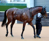 「【注目馬動向】読売マイラーズＣ２着のドラゴンブーストは引き続き丹内祐次騎手とのコンビで安田記念へ」の画像1