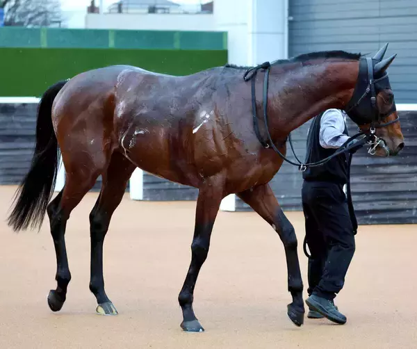 【注目馬動向】読売マイラーズＣ２着のドラゴンブーストは引き続き丹内祐次騎手とのコンビで安田記念へ