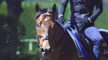 香港とイギリスを転戦したサトノレーヴが帰国　４月のチェアマンズスプリントで香港最強馬カーインライジングの２着など４戦