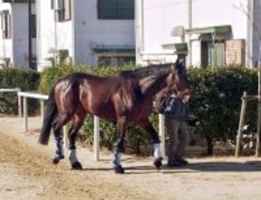 【チャンピオンズＣ】ルクソールカフェがナルカミに再挑戦　陣営「何とか逆転してもらえるように」