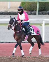 【シンザン記念】Ｇ１馬の半弟バルセシートは６枠１１番　武豊騎手騎乗のディアダイヤモンドは２枠４番に決定