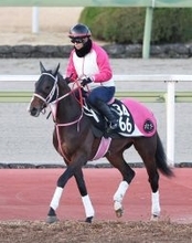 【シンザン記念】Ｇ１馬の半弟バルセシートは６枠１１番　武豊騎手騎乗のディアダイヤモンドは２枠４番に決定