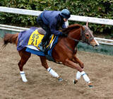 「【シルクロードＳ】キレッキレの動き！アブキールベイが坂路でラスト１１秒８　坂口調教師「十分、勝負できると思う」」の画像1