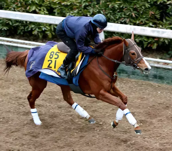 【シルクロードＳ】キレッキレの動き！アブキールベイが坂路でラスト１１秒８　坂口調教師「十分、勝負できると思う」