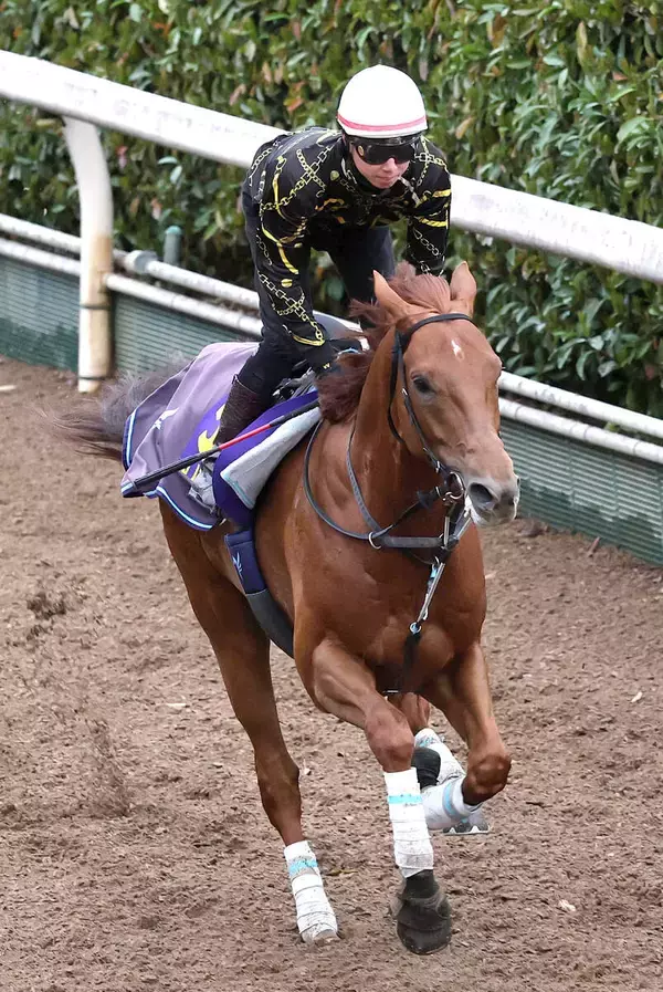 「【大阪杯】ダノンデサイルは落ち着き十分に坂路を駆け上がる　安田調教師「今のところは変わらず来られています」」の画像