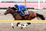 「【Ｇ１トク捜リレー】昨年の３歳マイル王の安田記念最終追い切りに注目　勝負のＣＷコース追いでＧ１・２勝目へ」の画像1
