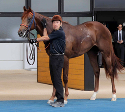 【注目馬動向】佐藤悠厩舎の新馬Ｖ　ノリヤンモーニンは函館２歳Ｓへ　ビスケットサンドは状態次第で中京２歳Ｓを目標
