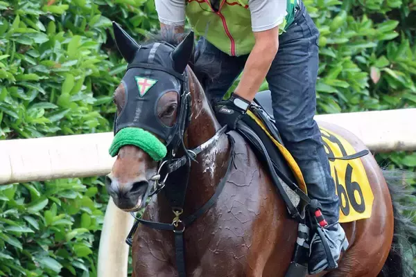 【京成杯ＡＨ】テレサは夏場でも状態が向上　杉山晴調教師「馬体の締まりが良くなって見た目に現れています」