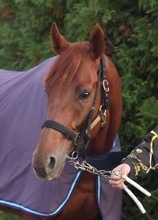 【注目馬動向】ダノンデサイルは有馬記念を目指す　ジャパンＣ３着ゴール後に落馬も問題なし