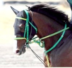 【阪急杯】２年連続銀メダルのアサカラキングが“３度目の正直”狙う　斎藤誠調教師「条件的にはここが合う」