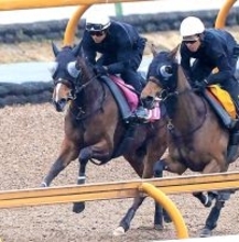【チューリップ賞】３連勝で桜の女王候補に名乗り挙げる！ソルパッサーレ　浜中俊騎手「いい結果を出してクラシックへ」