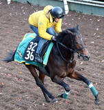 「【チャーチルダウンズＣ】今週も「サトノ」だ　上村調教師の期待馬サトノセプターが巻き返す　「ＮＨＫマイルＣに乗せていきたい馬」」の画像1