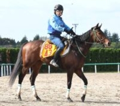 【福島牝馬Ｓ】７戦７連対のジョイフルニュース　重賞初挑戦でタイトルを狙う　大野拓弥騎手「楽しみです」