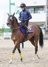 【安田記念・高野が見た】田中博調教師「Ｇ１の舞台で活躍させたい子」レーベンスティールは今度こその思い　