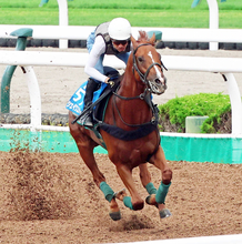 【札幌記念】重賞２勝のシェイクユアハートは宮調教師が満点評価　「息の乱れもなく、ぶれもないし、何の問題もない」