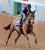 「【新潟記念・特選有力馬チェック】ステレンボッシュは買うべき？」の画像1
